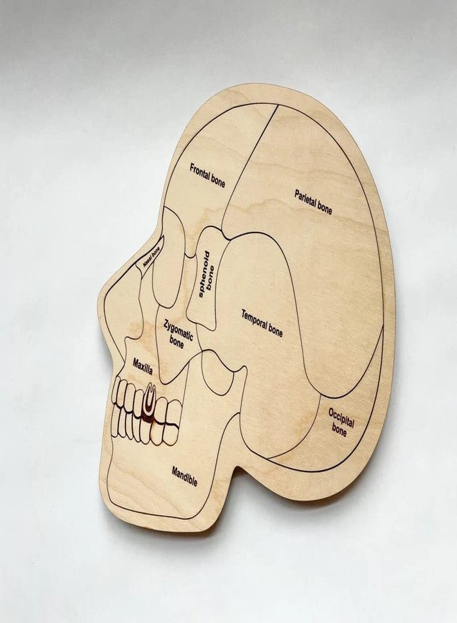 Haoser Wonder of The Brain Puzzle | Montessori Puzzle | Wooden Puzzle | Anatomy Puzzle | Brain Puzzle | Science Puzzle |Kids Puzzles & Science Toys - Image 1